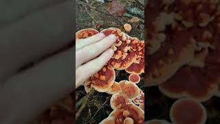Mushroom ASMR: Massachusetts Mushroom Taps