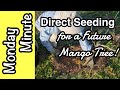 Monday Minute- Direct Seeding for a Future Mango Tree!