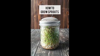 How to Grow Sprouts in a Jar! 🌱🫙