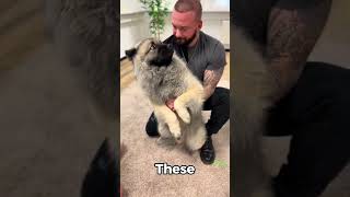 Dogs’ Priceless Reactions to Chiropractic Relief #shorts