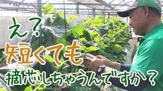 きゅうりの摘芯は、冬前に対策するんです！