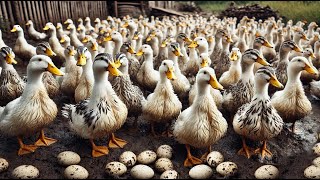 Duck Raising Methods : Raising Ducklings From Young To Adulthood - Ducks - The Ducks