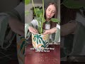 transitioning my monstera deliciosa from water to soil with sol soils plantcare houseplants