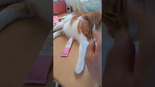 猫のテーブル二段ベッド　