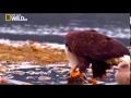 HD Documentary - The American Bald Eagle  | National Geographic Docuemntary