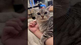 【猫動画】寝る前のママ歌とパパ腕に巻きつく猫www #shorts