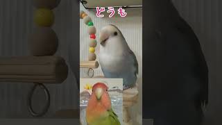 #Shorts【べた馴れコザクラインコとの遊び🎶】プッ❣と言ってほしい飼い主🤭Lovebird and the owner's play.