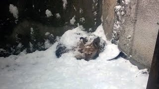 An abandoned dog froze lying in the snow while its former owners basked in the heat!