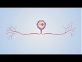 How can we repair damaged axons?