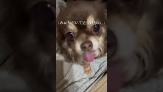 【繁殖引退犬】遊んで欲しいけどなかなか奥手な保護犬 #shorts #保護犬 #犬 #チワワ #遊びたい #撫でて欲しい #でもみんながいるから #わたしは我慢する #奥手 #かわいい #里親募集中