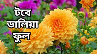 টবে খুব সহজে ডালিয়া ফুল চাষ || Dalhia propagation in tob from cuttings