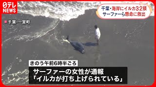 【海岸にイルカ32頭】3頭死ぬ  波打ち際で浮き沈み  千葉・一宮町