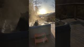 Big Black Bear Relaxes in Hot Tub in Great Smoky Mountains, Tennessee