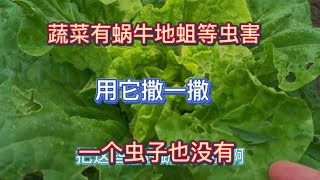 防治蔬菜有蝸牛地蛆等蟲害有妙招，只需用它撒一撒，一個蟲子都沒有