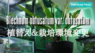 ブレクナム オブツサタム（オブオブ）の植替え\u0026栽培環境変更