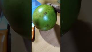 CALABASH THE MIRACLE FRUIT SHELL IS SO HARD | CALABASH TREE