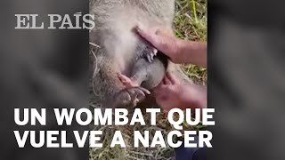 Rescatado un wombat del interior de su madre muerta | Internacional