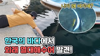 우리나라 바다에서 열대해수어가 잡힌다고? [TV생물도감]