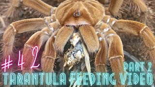 Tarantula Feeding Video #42 (PART 2) Wielkie karmienie przed wakacjami (4K)