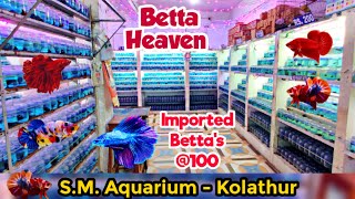 Imported Betta Shop Kolathur | Fighter Fish Aquarium | S.M. Aquarium