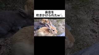 うさぎの荒々しい鼻息ｗｗｗ