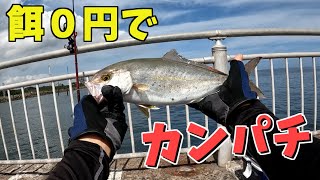 【エビ撒き釣り】ついに達成！カンパチ釣りました！【鹿島港魚釣園】