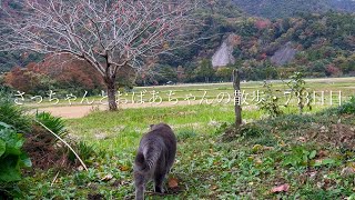 2024.11.17(日) 《一日の記録》雨上がりの日曜の朝..  外では人が苦手ですぐ帰り..  2度目の散歩は自然に溶け込む猫…【さっちゃんとおばあちゃんの散歩・733日目】・・・