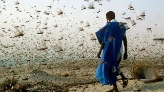 Israel Plagued by Locusts Swarms before Passover