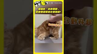 貓貓的「神奇開關」屁股翹這樣是在做瑜珈？ #shorts #cat #cute #cuteanimals #cutecat #貓咪 #貓奴 #可愛 #迷惑行為大賞 #萌寵