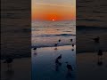 goodevening#beautiful #nature#sunset#seaview#birds#viral#video#shorts#youtubeshorts....