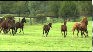 Coolmore Australia 2014