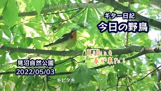 ギター日記　今日の野鳥　・　見沼自然公園　2022年5月3日