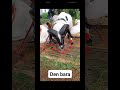 ಕಡೂರ್ ಉತ್ತರ ಕರ್ನಾಟಕ sheepfarming sheeplover sheeplife trendingshorts shortsviral shorts