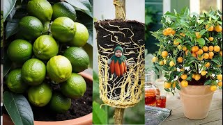 Lemon Tree Grafting  | How To Grafting Lemon Tree | Lemon Tree Growing Tips #Lemon #garganing