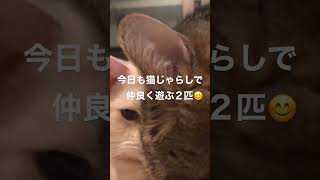 猫じゃらしで遊んでからの毛繕い😍❤️😍