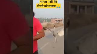 🤗🦢🦢Tere jaisa yaar Kahan/आरिफ और सारस की दोस्ती #shortvideo #trending #viralvideo #youtubeshorts