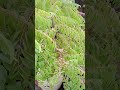 কারি পাতা গাছের ফল garden diy flowers food gardening nature viralvideo viralshort plants plants