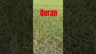 Quran Pak ki 📖ek choti aayet #trendingshorts #allah #youtubeshorts #ai #youtubealternative