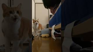 主の口臭にビビりまくってる猫総集編。　#shorts