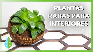 10 PLANTAS de INTERIOR RARAS y bonitas 🌿🏵| Nombres y características