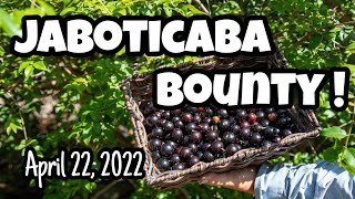 Jaboticaba Bounty for Saturday, April 22, 2023!