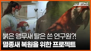 [오늘의 세계] 붉은 앵무새 탈은 쓴 연구원?! 멸종새 복원을 위한 프로젝트