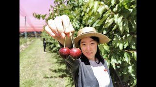 Vlog03 - 去樱桃果园实现车厘子自由 Cherry farm Experience