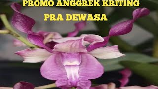 PROMO ANGGREK KRITING KONDISI PRA DEWASA #dendrobium #jualanonline #orchid