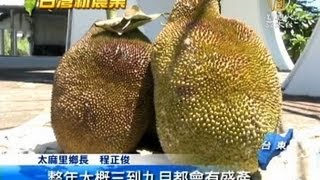 【波羅蜜_台灣水果_產業新聞】太麻里波羅蜜 甜度高品嚐方式多樣