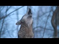 Red Wolf's Twilight Howl