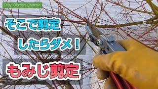 【もみじの剪定】徒長枝の剪定の仕方！この動画を見れば誰でも出来る！