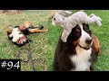 Bernese Mountain Dog Funny Compilation | Cute Moments