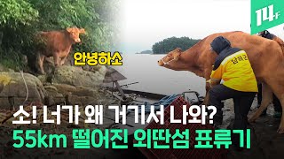 55km 떨어진 무인도까지 헤엄쳐 간 기적의 소 / 14F