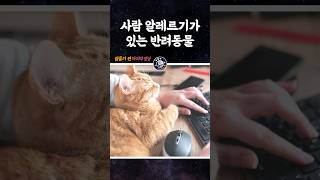 사람 알레르기가 있는 동물들 #shorts